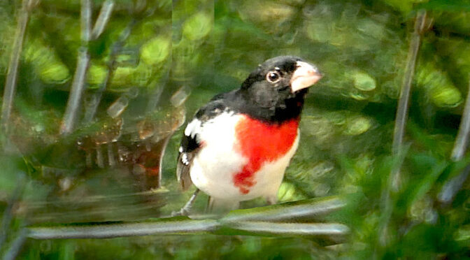 Gorgeous Rose-Breasted Grosbeak In Our Yard On Cape Cod.