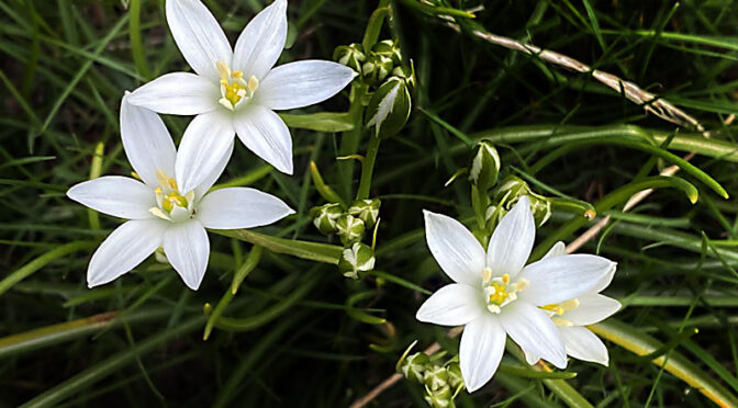 Star Of Bethlehem Wildflowers Are Blooming On Cape Cod For Mother’s Day!