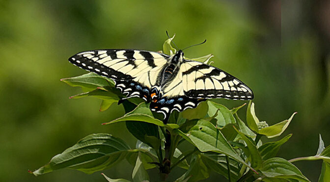 Beautiful Eastern Tiger Swallowtail Butterfly In Our Yard On Cape Cod.