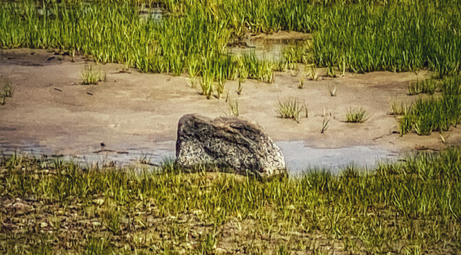A Bird Or A Rock On Boat Meadow Beach On Cape Cod?