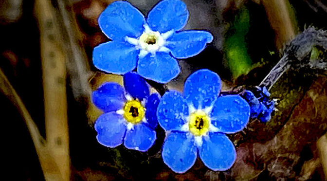 Pretty Little Forget-Me-Not Wildflowers On Cape Cod.