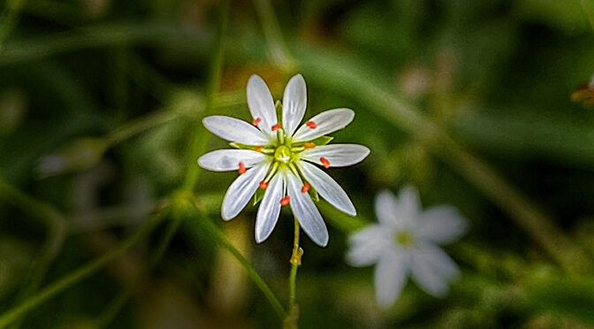 Delicate, Little Lesser Stitchwort Wildflower At Fort Hill On Cape Cod.
