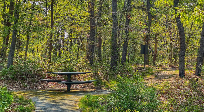 Many Picnic Areas To Choose From In The National Seashore On Cape Cod.