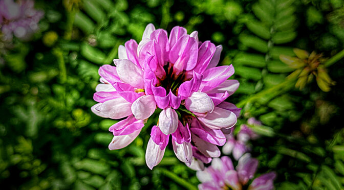 Beautiful Pink Crown Vetch Wildflowers On Cape Cod.