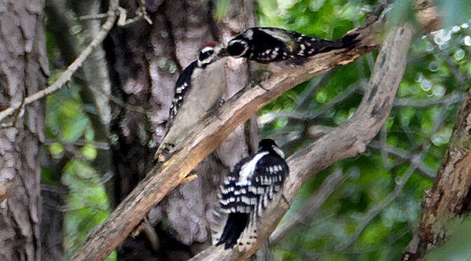Downy Woodpecker Chicks Feeding In Our Tree On Cape Cod.