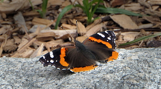 Gorgeous Red Admiral Butterfly In Our Yard On Cape Cod.