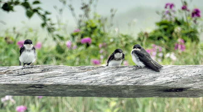Adorable Baby Swallows At Fort Hill On Cape Cod.