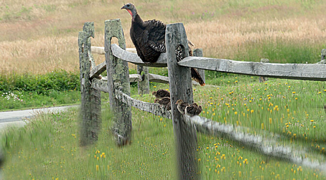 Mama Turkey And Her Brood At Fort Hill On Cape Cod.