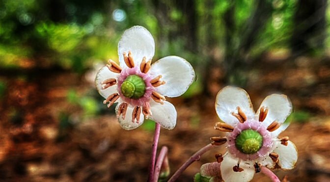 The Spotted Wintergreen Wildflowers On Cape Cod Are Just Beautiful.