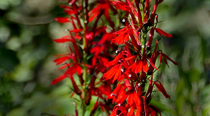 Vibrant Red Cardinal Flowers On The Silver Spring Trail On Cape Cod.