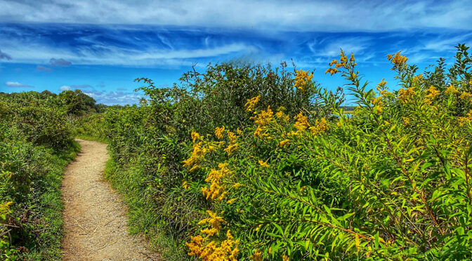Beautiful Goldenrod Wildflowers Blooming On Cape Cod At Fort Hill.