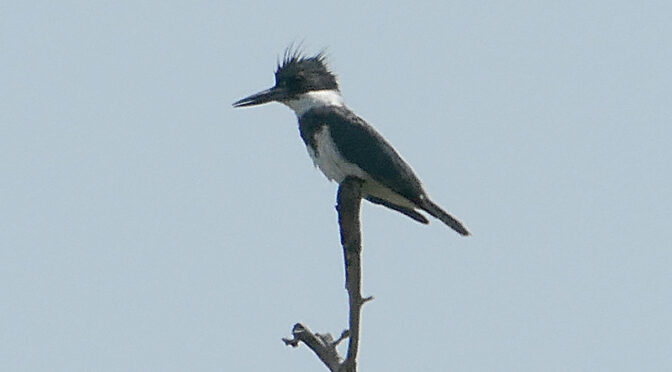 Stunning Belted Kingfisher At Hemenway Landing On Cape Cod.