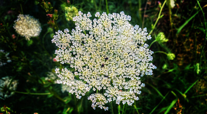 Queen Anne’s Lace Wildflowers Are Blooming And Plentiful On Cape Cod.