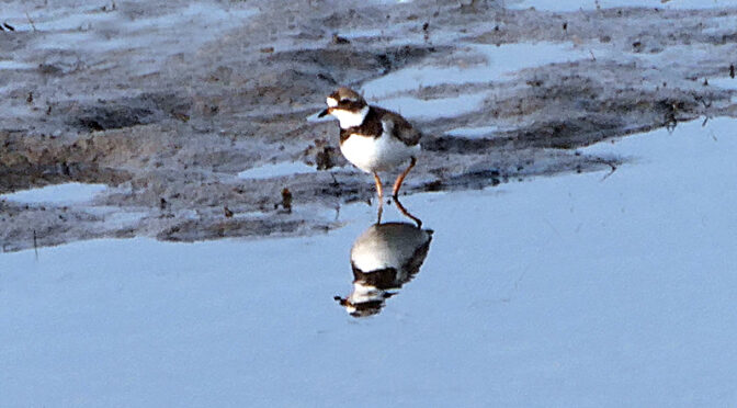 Gorgeous Semipalmated Plovers On Cape Cod Bay.