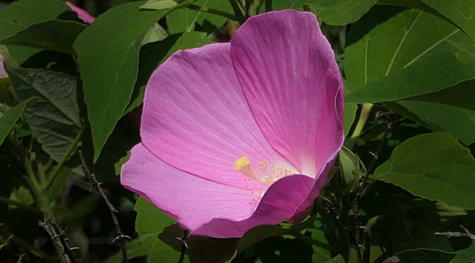 The Swamp Rose-Mallow Wildflowers Are Blooming On Cape Cod.