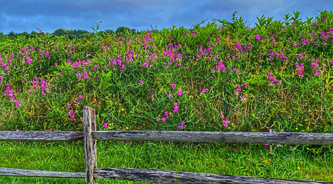 Gorgeous Sweet Pea Wildflowers Blooming Everywhere At Fort Hill On Cape Cod!
