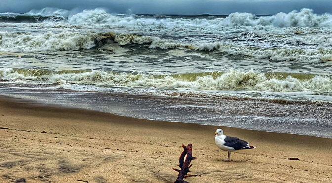 Lone Seagull On Coast Guard Beach On Cape Cod.