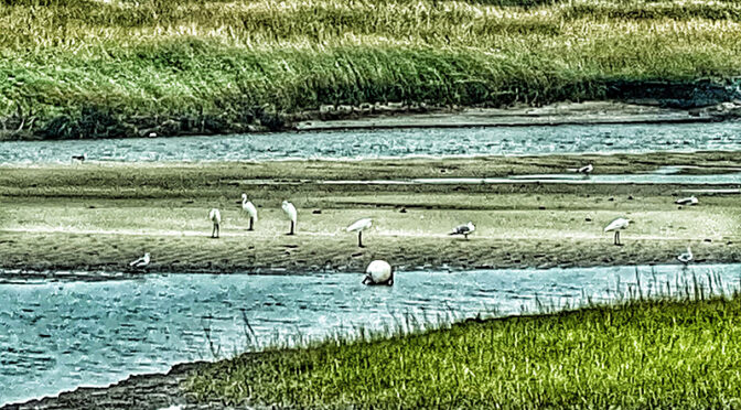 Lots Of Egrets On The Mud Flats At Boat Meadow Beach On Cape Cod.