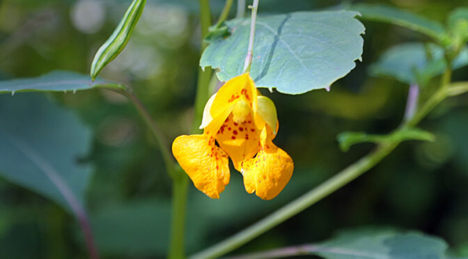 Pretty Orange Jewelweed Wildflowers Are Blooming On Cape Cod.