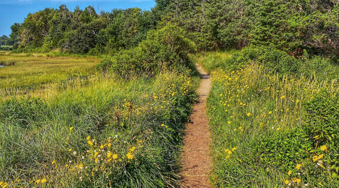 Nauset Marsh Trail On Cape Cod Is A Beautiful Hike This Time Of The Year!