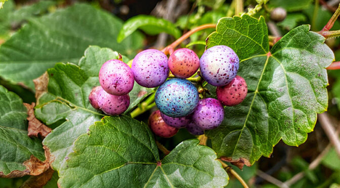 Multi-Colored Porcelain Berries On The Trails Of Cape Cod.