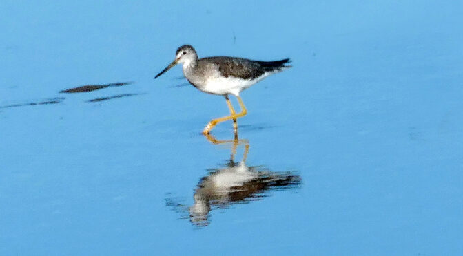 Lots Of Greater Yellowlegs Scurrying Along The Flats At Boat Meadow Beach On Cape Cod.