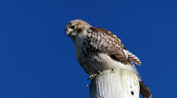 Gorgeous Red-Tailed Hawk Way Up High At Fort Hill On Cape Cod.
