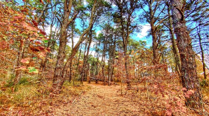 Hiking The Trails Of Wiley Park On Cape Cod.