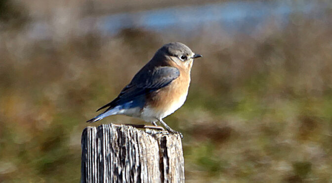 Beautiful Bluebird At Fort Hill In Eastham On Cape Cod.