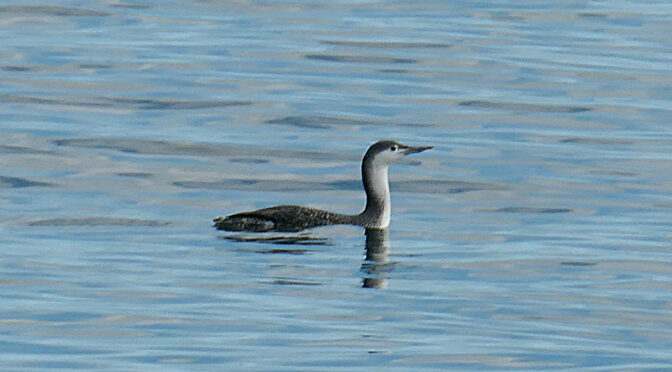 Red-Throated Loon At Coast Guard Beach On Cape Cod.