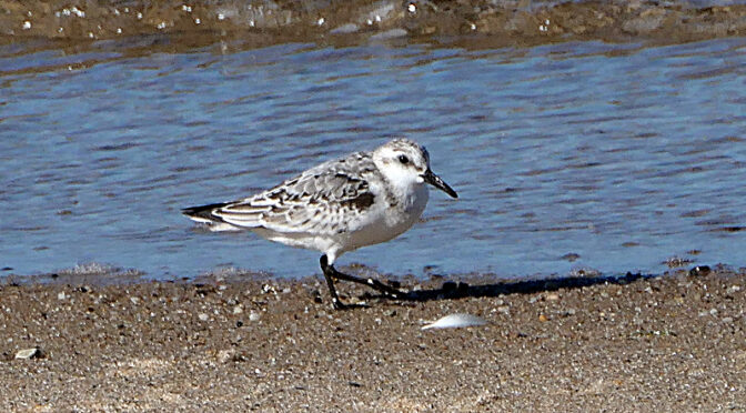 Love All Of The The Sanderlings On The Cape Cod Beaches.