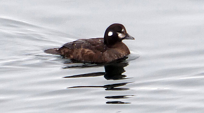 Beautiful Harlequin Duck In Provincetown On Cape Cod.