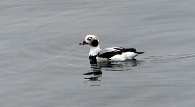 Beautiful Long-Tailed Duck In Provincetown Harbor On Cape Cod.