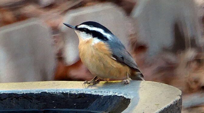 Love The Red-Breasted Nuthatches Here On Cape Cod.