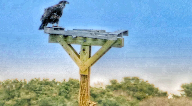 Juvenile Bald Eagle On This Osprey Platform  In Cape Cod.