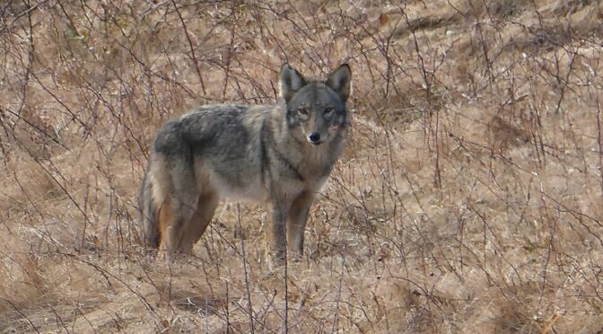 Healthy Coyote Searching For Prey At Fort Hill On Cape Cod.