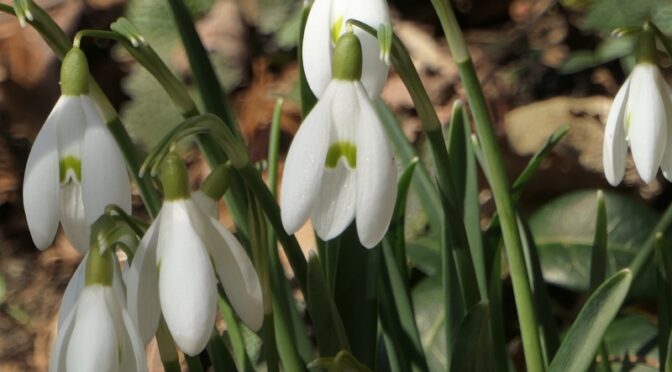 The Pretty, White Snowdrop Wildflowers Are Blooming On Cape Cod.