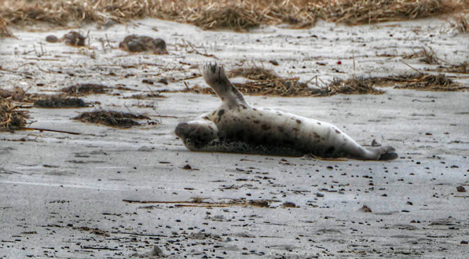 Harp Seal Resting On This Cape Cod Beach  With The Help Of IFAW.