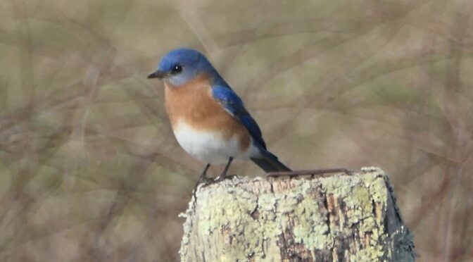 Lots Of Beautiful Bluebirds At Fort Hill On Cape Cod.