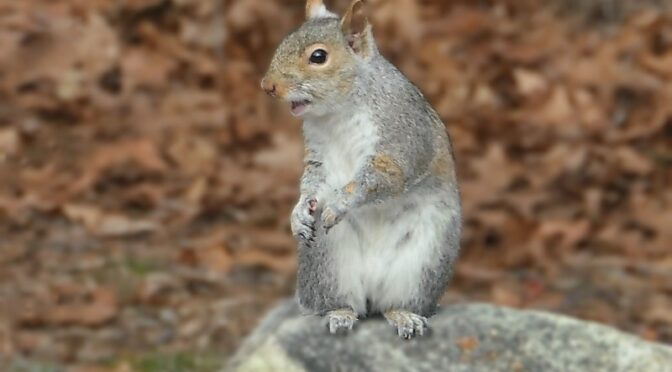 This Little Guy Was Posing For Us In Our Yard On Cape Cod.