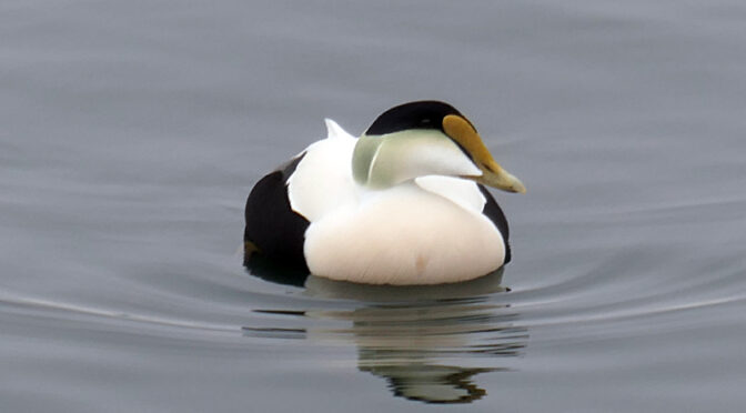 Gorgeous Common Eider In Provincetown On Cape Cod.